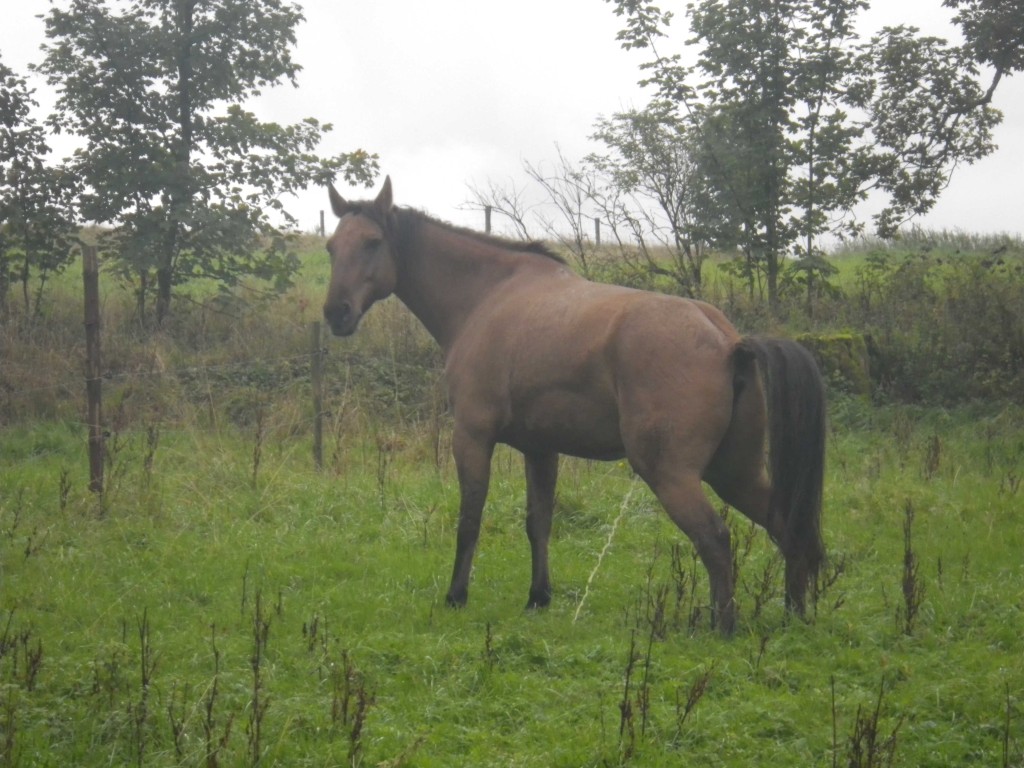 2013_0922_FR-Bátor-0235-W