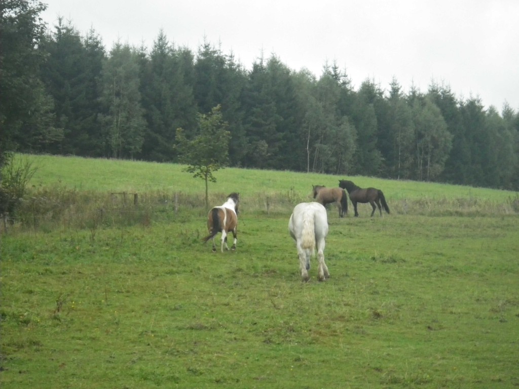 2013_0922_FR-Bátor-0257-W